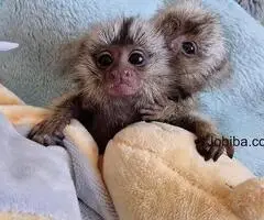 Baby marmoset monkeys for sale